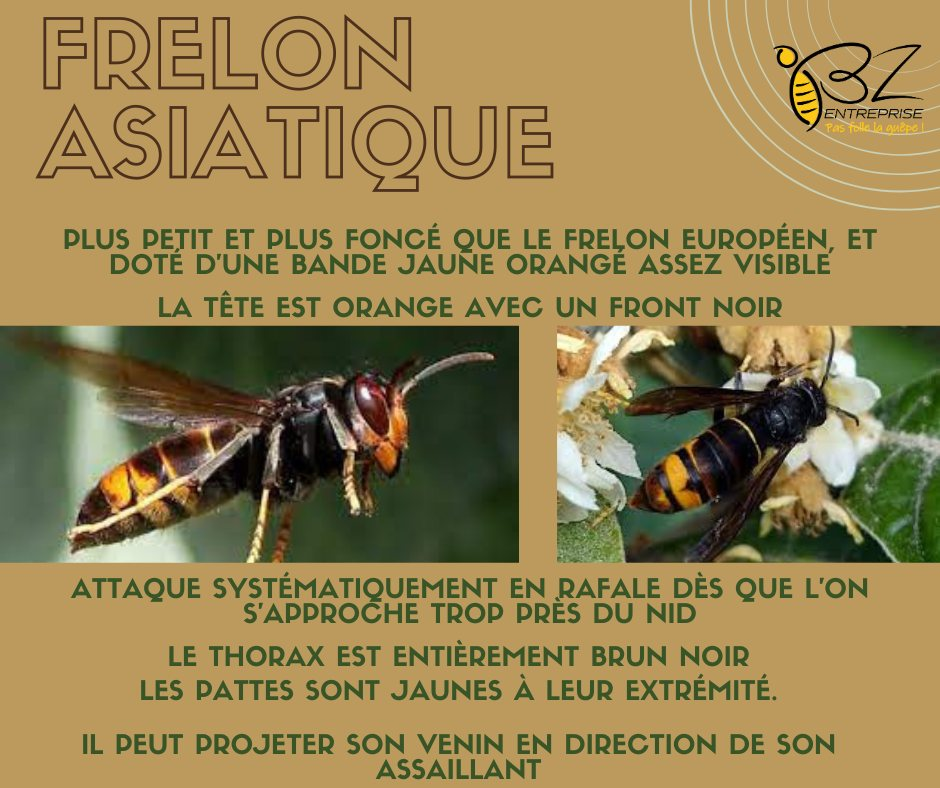 Texte explicatif sur les frelons asiatiques