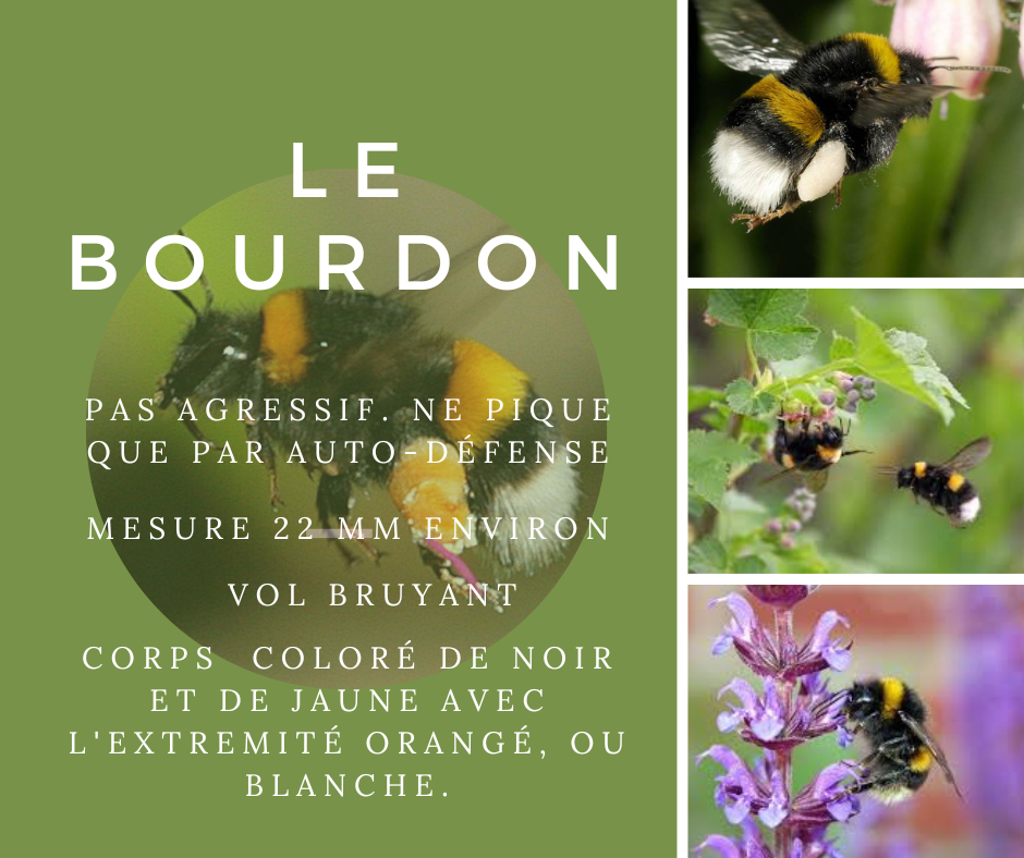 Texte explicatif sur les Bourdons