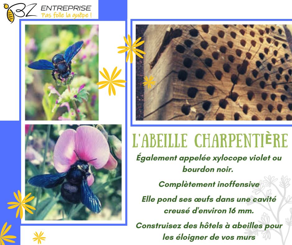 Texte explicatif sur les Abeilles Charpentières