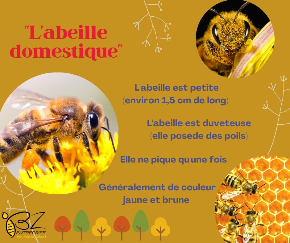 Texte explicatif sur les Abeilles Domestiques