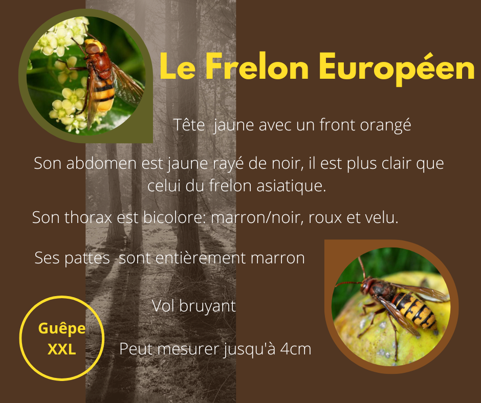 Texte explicatif sur les frelons Européens