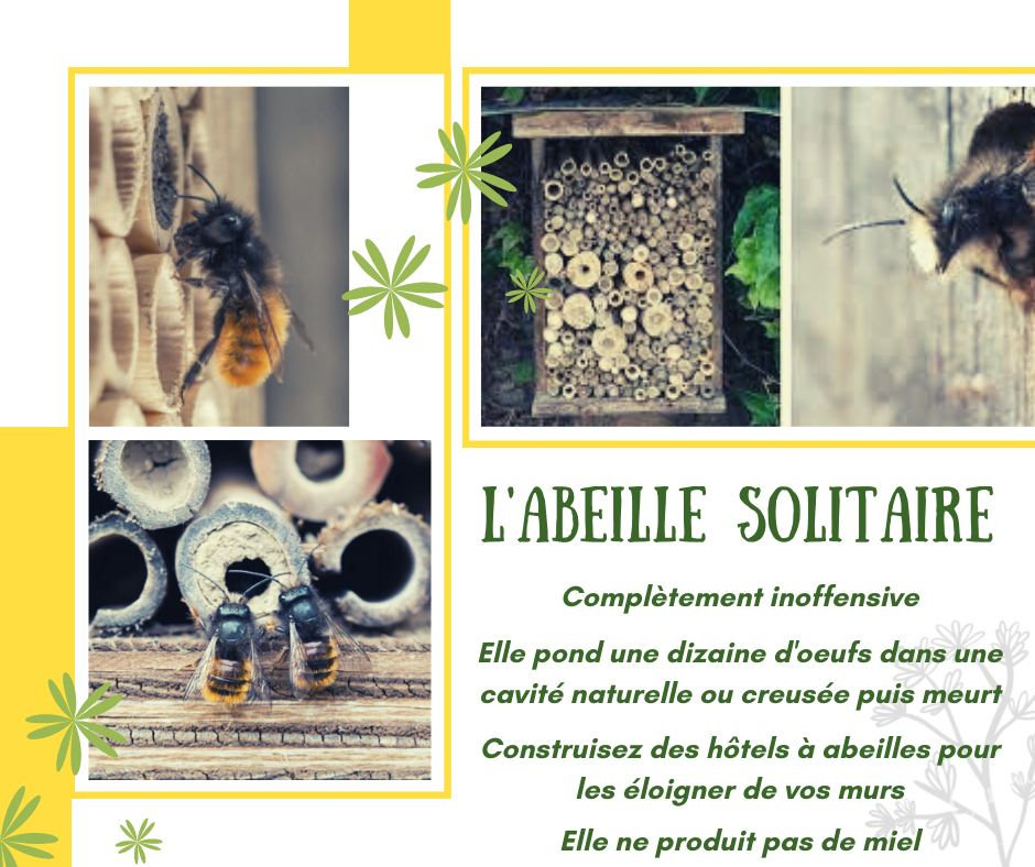 Texte explicatif sur les Abeilles Solitaires