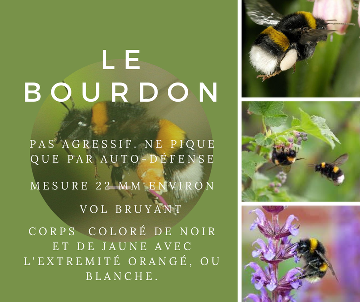 🌺🌺Ils sont reconnaissables à leur vol bruyant. Ils ne sont pas agressifs et ne vont piquer que par auto-défense (écrasement) ou si l’on dérange leurs nids.🌺🌺

🌷🌷Le bourdon est beaucoup plus trapu que les abeilles et il porte beaucoup plus de poils. Sa taille varie de 7 à 32 mm selon qu’il s’agisse d’une femelle ouvrière, d’un mâle ou de la reine. Leur corps est noir et jaune avec un abdomen dont l’extrémité est blanche ou rousse, ce qui fait qu’on l’appelle aussi « cul blanc ». Le bourdon des jardins a une très longue langue (18 mm) qui lui permet de butiner des fleurs que les abeilles ne peuvent pas atteindre.🌷🌷

Les bourdons vivent principalement sous terre (terrier ou nichoir abandonné par exemple) et recréent chaque année leurs colonies.

Comme les abeilles, ils constituent une espèce protégée en constante régression. En présence de nids d’abeilles ou de bourdons, il est préférable de contacter plutôt un apiculteur qui pourra déplacer ces nids le cas échéant.

Les bourdons femelles ont un dard, mais ne l’utilisent presque jamais. Elles s’en servent uniquement en cas de menace pour elles-mêmes ou pour leur nid. La piqûre du bourdon n’est pas dangereuse, sauf si vous êtes allergique.

Les mâles n'ont pas de dard. Les bourdons ne sont pas des insectes agressifs.... Comme pour les abeilles, le dard se décroche ainsi que la poche à venin et le bourdon meurt.