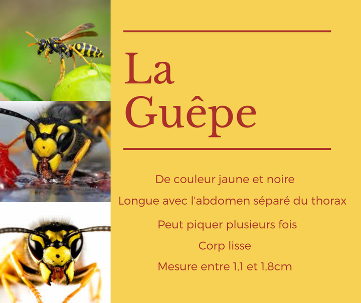 🐝🐝D'une couleur jaune vive avec des lignes noires très marquées et un abdomen clairement distinct du thorax. Les guêpes ont de longues antennes noires, deux paires d’ailes membraneuses et une "taille de guêpe" (rétrécissement de l’abdomen). 🐝🐝

☀Les guêpes sont agressives☀. Elles peuvent devenir très gênantes lorsque le nid se trouve à proximité d’une habitation et, bien entendu, lorsque le nid est installé à l’intérieur même d’une habitation🍰🍉. En fait, des ouvrières, qui tiennent le rôle de gardiennes, quittent le nid et attaquent dès qu’elles perçoivent des vibrations dues, par exemple, à des pas, à des coups, à la mise en marche d’un moteur, etc...  

L’aiguillon d’une guêpe est capable de traverser les vêtements. Il ne reste pas dans la plaie (contrairement à celui des abeilles). La piqûre est assez douloureuse mais n’est normalement pas dangereuse. 

La piqûre occasionne le plus souvent une réaction locale avec un œdème plus ou moins important apparaissant au point d’injection du venin. 🚑🚑Certaines personnes peuvent être allergiques et avoir une sensibilité particulière au venin. Les réactions peuvent alors être anaphylactiques, avec des symptômes tels qu'urticaire ou angioœdème, ou plus graves, de type respiratoire ou cardiovasculaire ; elles peuvent être mortelles dans certains cas🚑🚑. 

Le nid de guêpes est fait d’écorce d’arbre mélangé à de la salive et ressemble à un vieux papier grisâtre.