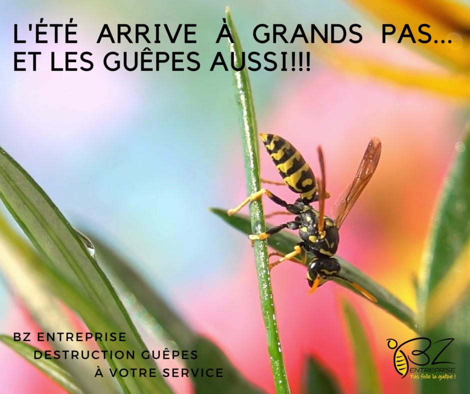 🐝🐝Ennuyé par un nid de guêpes ou de frelons?🐝🐝

BZ entreprise est la solution rapide et efficace à votre problème.
Nous vous proposons un service de qualité avec une garantie de résultat à un prix imbattable.

N'hésitez pas à nous contacter pour tout renseignement complémentaire.