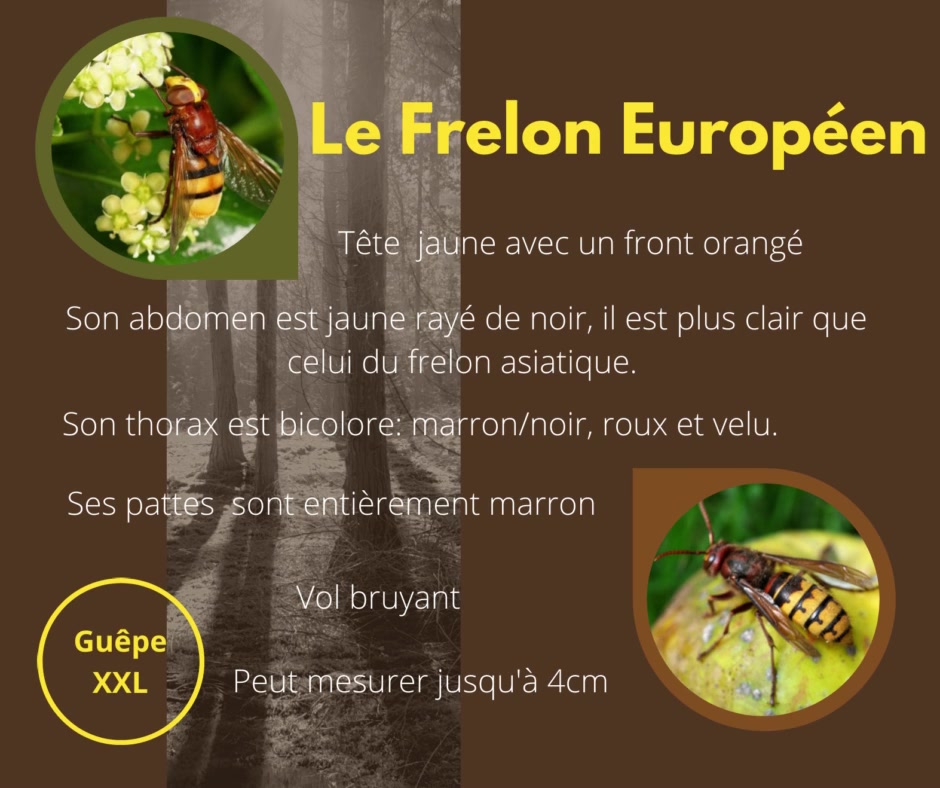 🌞☀ Guêpe XXL le frelon européen possède un corps légèrement plus velu et une tête souvent plus orangée. Un peu plus agressif qu’une guêpe, Sa piqûre n’est pas plus dangereuse que celle de l’abeille mais plus douloureuse. 🌞☀

🌼 Il est reconnaissable à son aspect de grosse guêpe au vol bruyant et à son corps imposant jaune rayé de noir.  La tête du frelon européen est jaune orné d'un motif noir prolongé par deux antennes brunes ou noires lui donnant l'aspect d'un masque assez effrayant d'autant que ses mandibules bien développées n'arrangent pas son affaire... 🌼 

🌾 Cet insecte a mauvaise réputation, pourtant, il n'est pas agressif et n'est en aucun cas un piqueur spontané. Il ne pique que par défense, lorsque l'on s'approche trop près de son nid ou qu'il se sent piégé ou agressé. 🌾