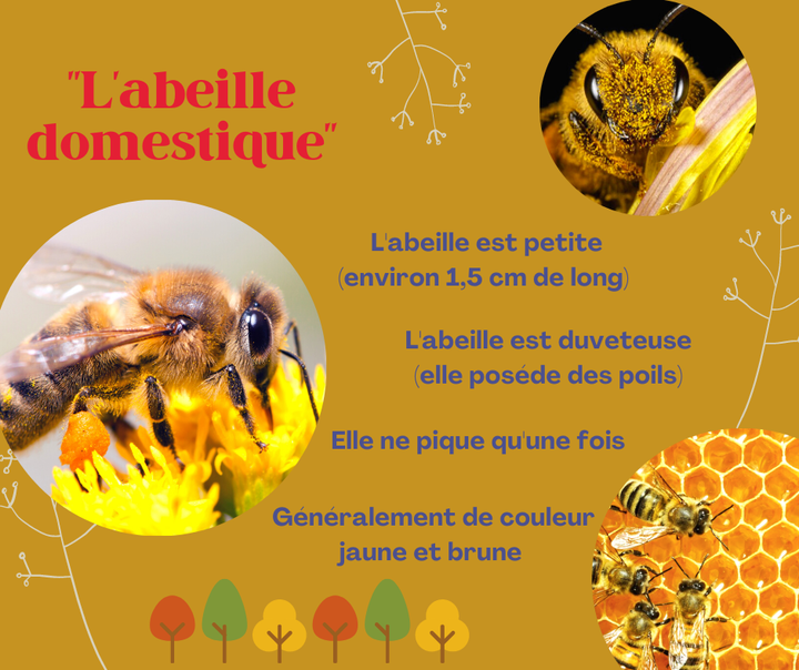 🐝 De coloration brun, roux. Son corps est trapu, velu et son abdomen ligné de bandes noires. Selon les espèces, l’espace entre ses rayures peut aller du brun foncé au jaune. L’aile antérieure possède une cellule radiale étroite et allongée légèrement incurvée et aux bords parallèles, ce critère permet de la distinguer des espèces proches. La reine se reconnaît à sa grande taille, et les mâles ou faux-bourdons, à leurs gros yeux adjacents. Réputée très calme, elle n’importune jamais lors de dîners en terrasse. 🐝

🌸🌸Les abeilles ouvrières et la reine sont munies d’un dard à leur extrémité postérieure. Le dard est denté et relié à une glande à venin. Il reste fixé dans la plaie et s’arrache, provoquant la mort de l’abeille. Les mâles ne piquent pas. 🌸🌸

Après son éclosion, l’ouvrière reste dans la ruche pendant une dizaine de jours où elle effectue des tâches de ménage, puis elle commence à secréter de la gelée royale et nourrit les jeunes larves. Elle sort ensuite de la ruche. Entre le 10ème et le 20ème jour environ, elle est chargée de construire des alvéoles avec la cire que produisent ses glandes cirières. Pendant une courte période, elle garde l’entrée de la ruche contre des intrus éventuels, et après le 20ème jour, elle devient butineuse et récolte le pollen. Alors qu’une reine peut vivre 4 à 5 ans, les ouvrières ont une durée de vie d’environ 5 à 6 semaines. 

🌺Les abeilles sont des actrices indispensables dans la préservation de la biodiversité, elles jouent un rôle prépondérant dans l’écosystème de notre planète.🌺 

La pollinisation est indispensable à la reproduction des plantes à fleurs. En se promenant de fleur en fleur à la recherche de nourriture (le nectar), les insectes se frottent aux étamines et récoltent ainsi le précieux pollen, qui sera par la suite involontairement transporté vers une autre fleur. 
L’abeille est le plus efficace des pollinisateurs. Plus de 70% des espèces alimentaires cultivées dans le monde seraient dépendantes des abeilles !