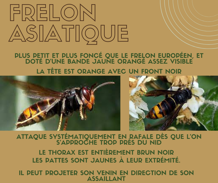 🐝Le frelon asiatique est de taille plus petite que le son homologue européen et dispose d’un corps plus sombre, il est très facile à reconnaître car c'est la seule guêpe en Europe à posséder une couleur aussi foncée.  À dominante noire, avec une large bande orange sur l'abdomen et un liseré jaune sur le premier segment. Sa tête vue de face est orange et ses pattes sont jaunes aux extrémités. Il mesure entre 17 et 32 mm. 🐝

C’est un insecte invasif de la famille des guêpes, originaire d'Extrême-Orient. Introduit accidentellement en France en 2004, il progresse rapidement vers le nord au rythme moyen de 80 km par an. Le premier nid a été détecté en Wallonie à Guignies, dans la région de Tournai en 2016 et sa progression se poursuit. L'arrivée de ce nouveau prédateur pourrait fragiliser les ruchers là où il parviendrait à s'établir en forte densité. 

🤔Il est, en effet, très agressif à l'égard d'autres insectes et peut compromettre le rendement des ruches en s'en prenant aux abeilles domestiques. 

🌲Les frelons asiatiques ont la capacité de rester en vol stationnaire plus longtemps que l’espèce européenne. De plus, ils attaquent plus souvent en groupe et peuvent vous attaquer si vous vous approchez trop du nid. 🌲