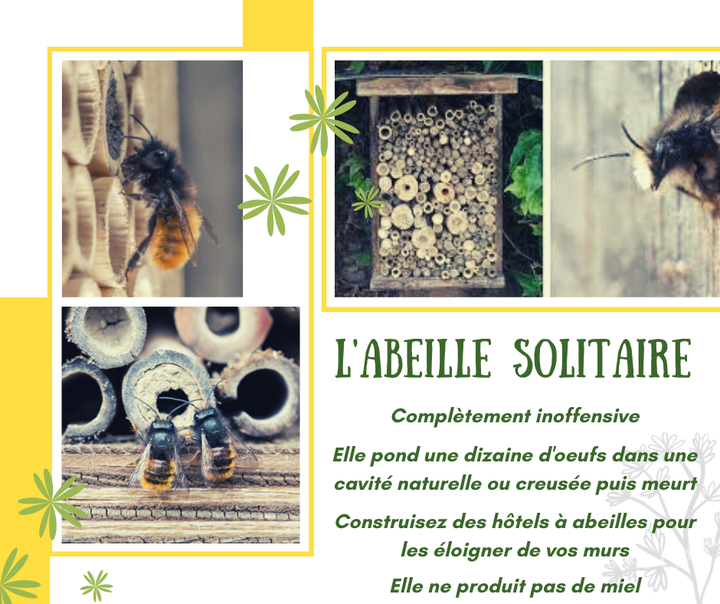 Le soleil brille, la nature s’éveille. Avec le retour du beau temps, les abeilles pointent le bout de leur nez.

🐝🐝Les abeilles solitaires sont tout à fait inoffensives, la plupart d’entre elles n’ont même pas de dard.🐝🐝

🌻🌻Elles jouent un rôle très important dans la pollinisation des fleurs qui ne sont pas visitées par les abeilles domestiques. Elles sont d'autant plus précieuses qu'elles butinent dès le mois de mars, et pollinisent ainsi les premières fleurs des arbres fruitiers, assurant donc la réussite de la future récolte.🌼🌼

Il existe plus de mille espèces d'abeilles sauvages, ou solitaires. Elles sont noires, rousses, jaunes ou grises, tachetées de pois blancs ou segmentées d’anneaux de cuivre, plus ou moins velues, chétives ou plus trapues.
Il est impératif de les préserver en plantant des arbustes "à moelle" ou à tiges creuses (sureau, arbre à papillons, framboisier,…), pour leur fournir des galeries où nidifier ou en installant des hôtels à abeilles.